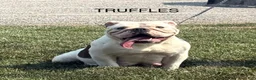 English Bulldog dogs for sale: Ryan - Ad 5