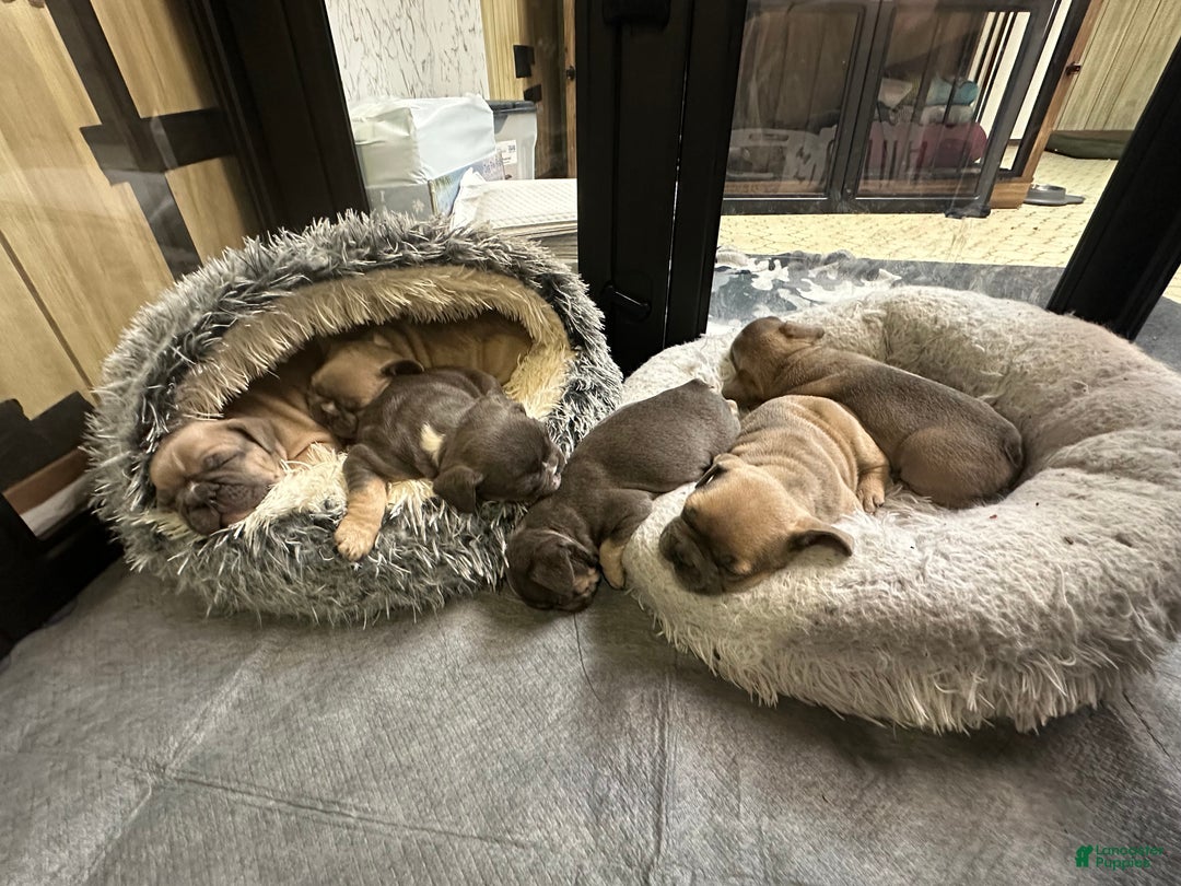 French Bulldog dogs for sale: Boss - Ad 15