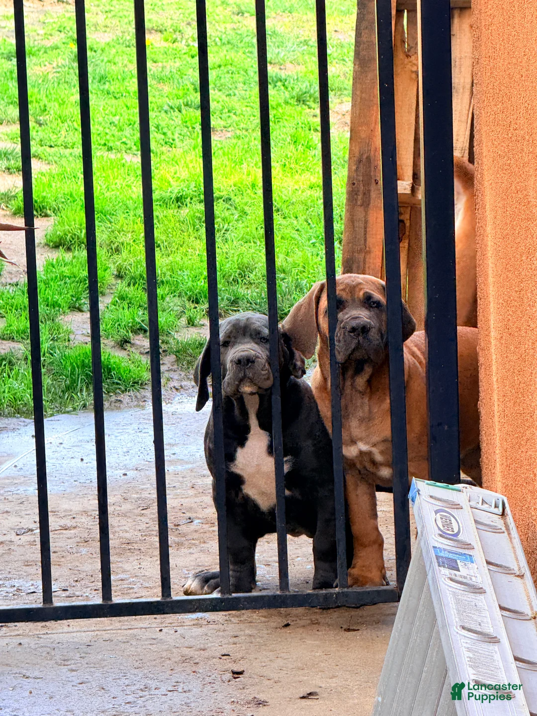 Mixed Breed dogs for sale: Mixed Breed Puppy 2 - Ad 23