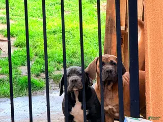 Mixed Breed dogs Cane Corso / Boerboel - Ad 2
