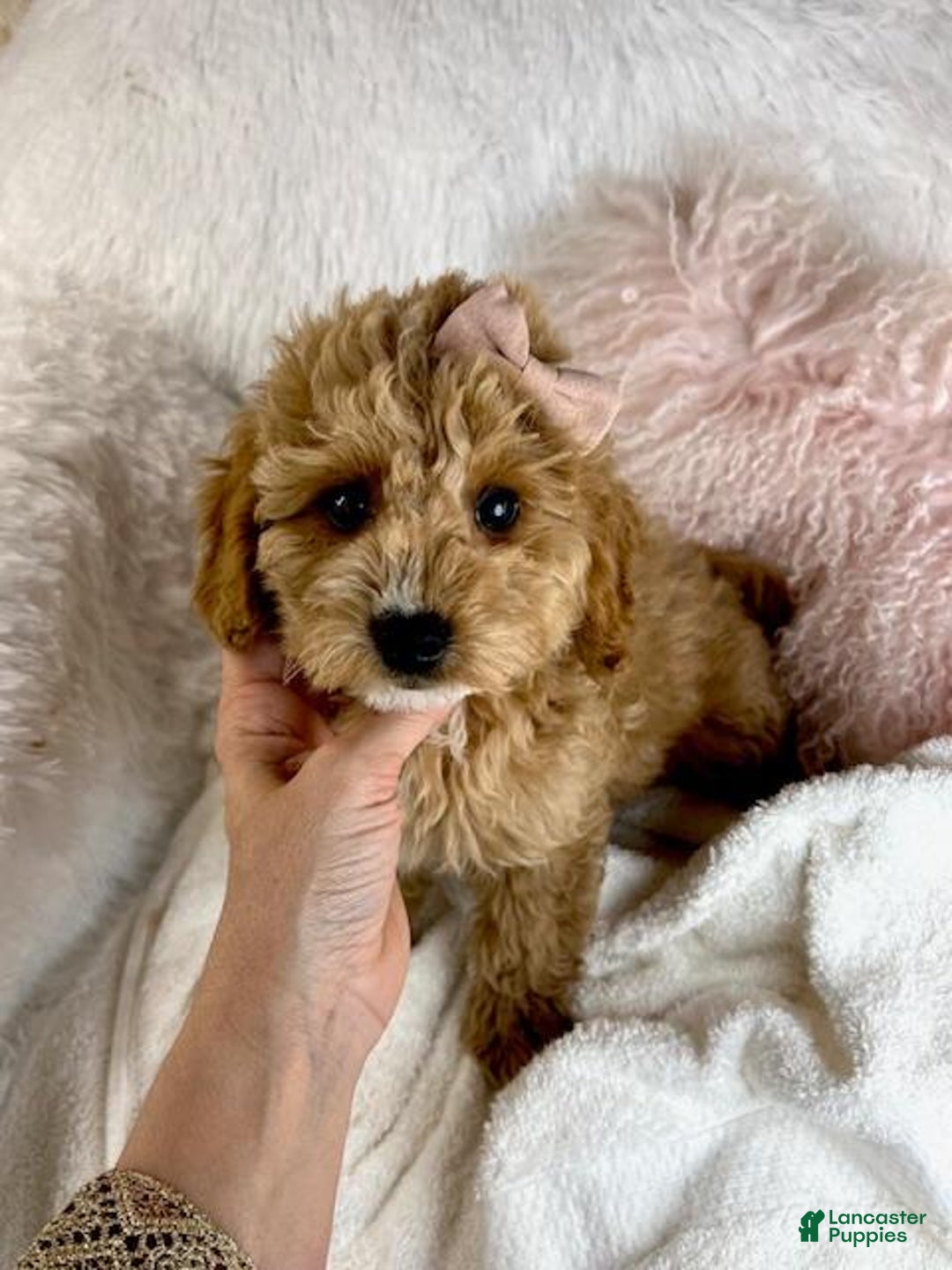Mini Goldendoodle dogs for sale: Mini Goldendoodle Puppy 1 - Ad 3