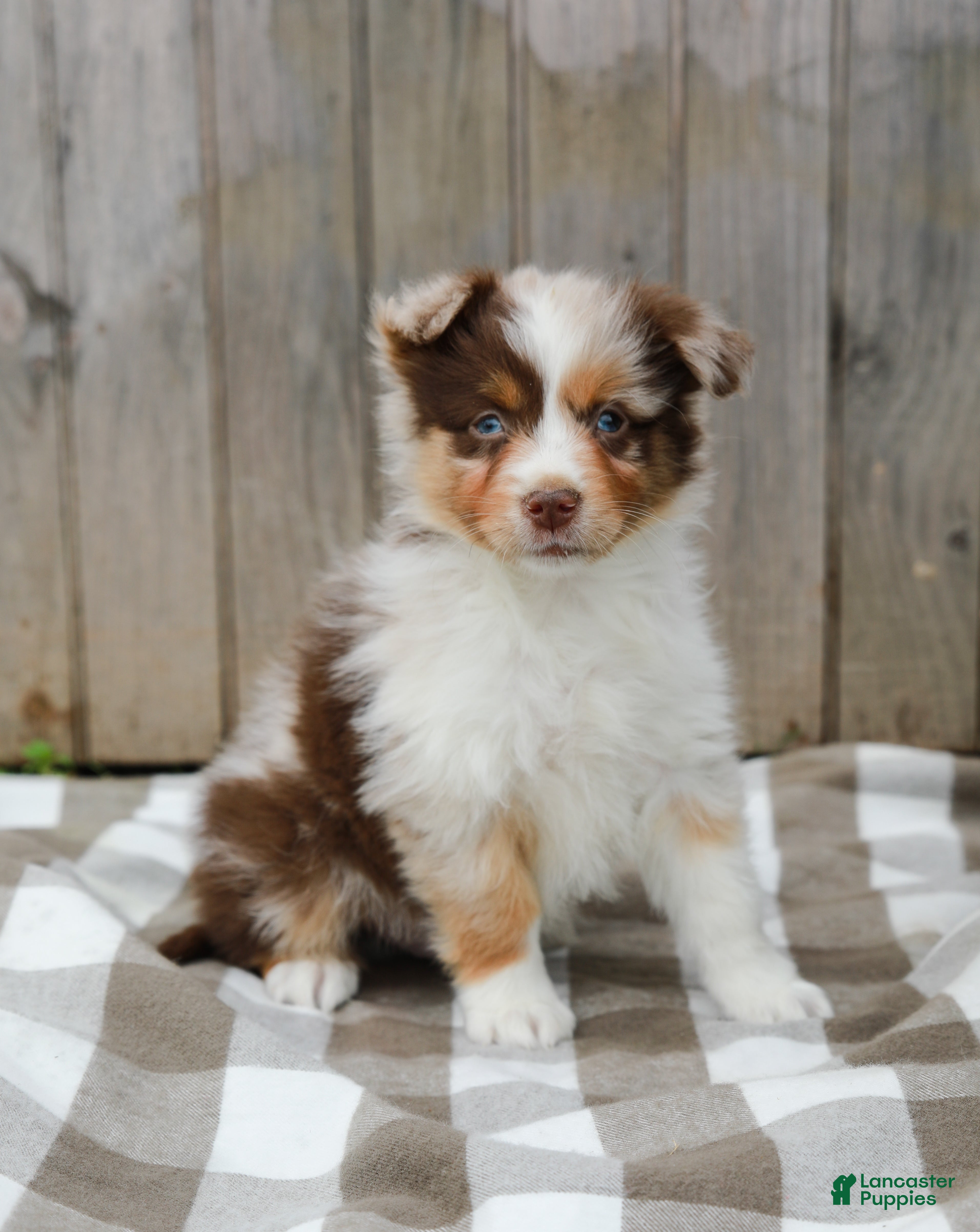 Australian Shepherd dogs Rex - Ad 2