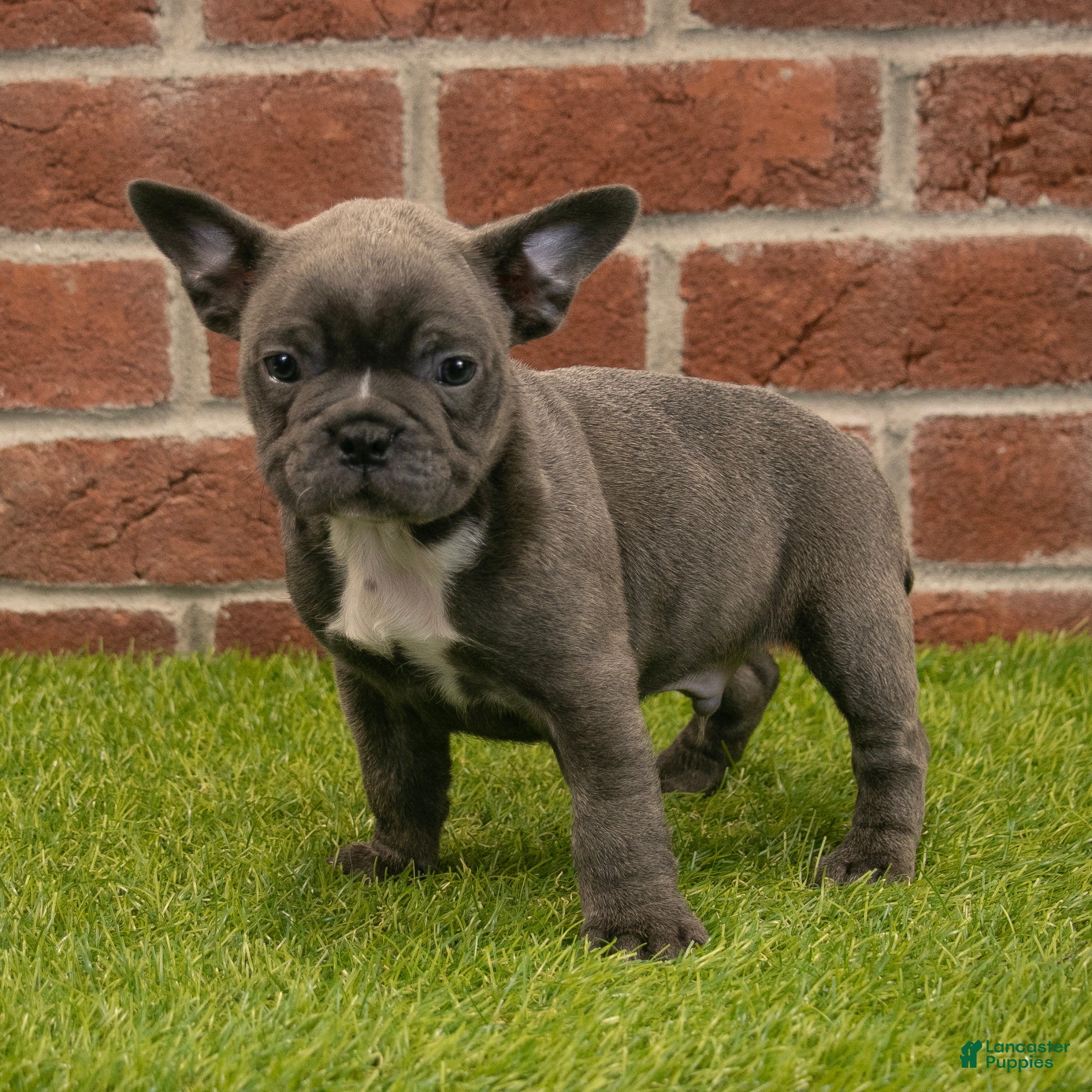 Frenchton dogs for sale: Hank - Ad 1