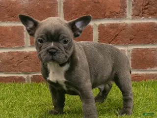 Frenchton dogs for sale: Hank - Ad 1