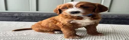Mixed Breed dogs for sale: Rusty - Ad 4