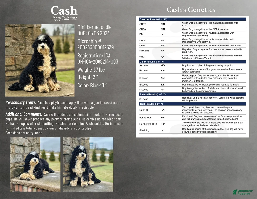 Mini Bernedoodle dogs for sale: #5 Female (Splash's) - Ad 5