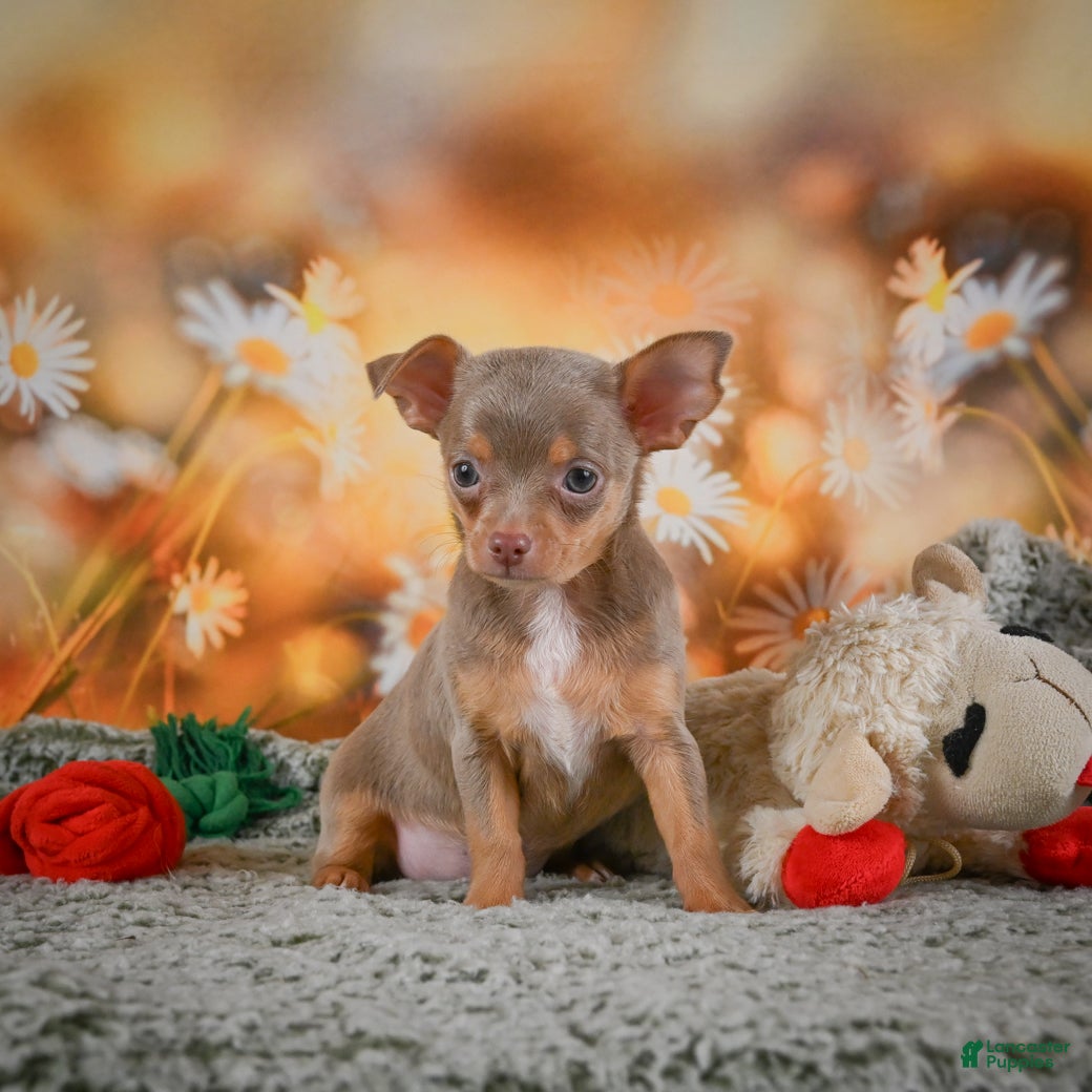 Chihuahua dogs DJ - Ad 2