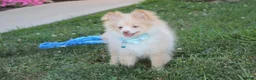 Pomeranian dogs for sale: Teddy  - Ad 4