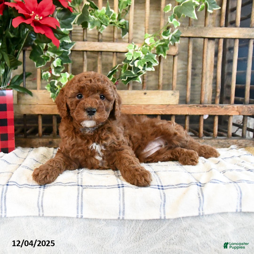 Mini Goldendoodle dogs for sale: Fable  - Ad 2