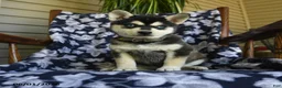 Alaskan Klee Kai dogs for sale: Mildred - Ad 3