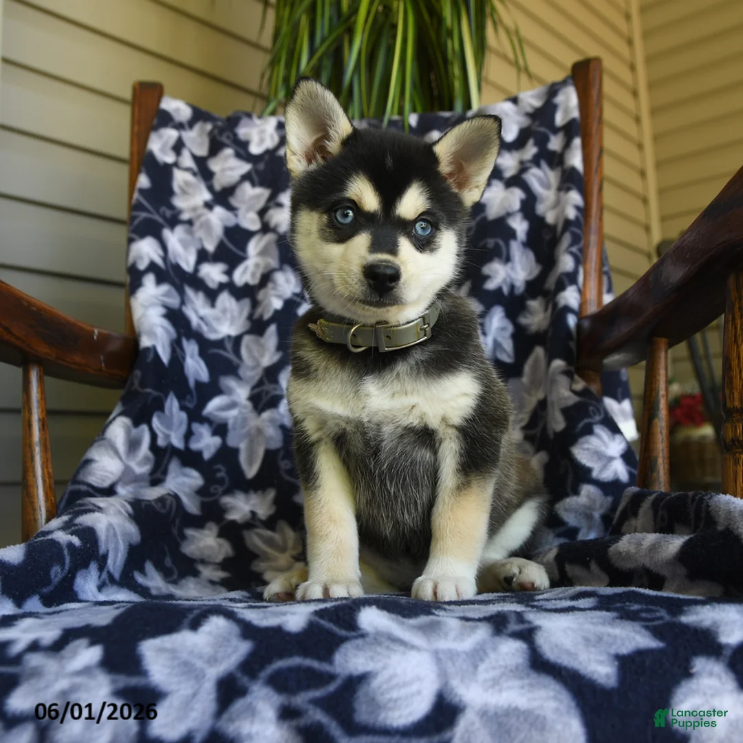 Alaskan Klee Kai dogs for sale: Mildred - Ad 3