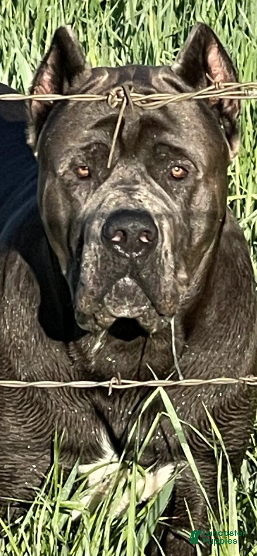 Mixed Breed dogs for sale: Mixed Breed Puppy 2 - Ad 24