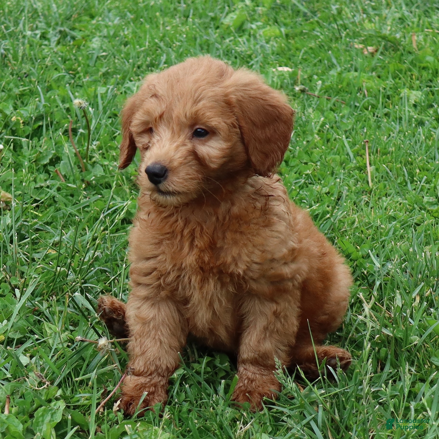 Mini Goldendoodle dogs Barney - Ad 1