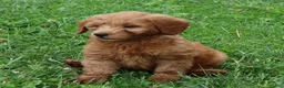 Mini Goldendoodle dogs for sale: Bella - Ad 15