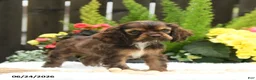 English Cocker Spaniel dogs for sale: Sunshine - Ad 3