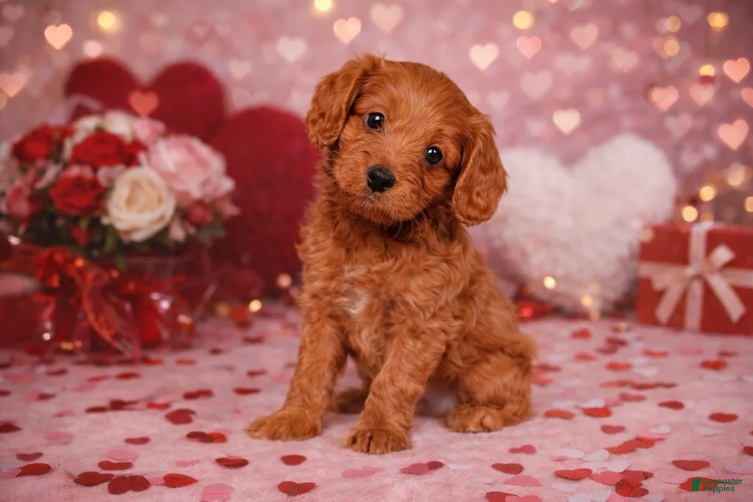 Cavapoo dogs for sale: ❤️❤️ Georgie ❤️❤️ - Ad 1