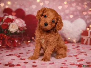 Cavapoo dogs ❤️❤️ Georgie ❤️❤️ - Ad 1