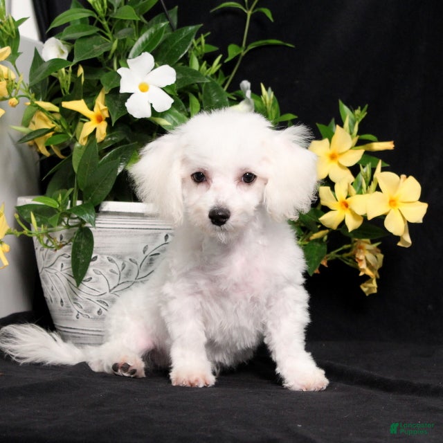 Bichon Frise dogs Marty - Ad 1