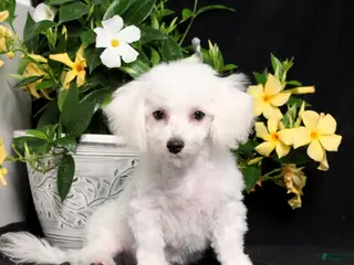 Bichon Frise dogs for sale: Marty - Ad 3