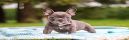 French Bulldog dogs for sale: Ollie - Ad 4