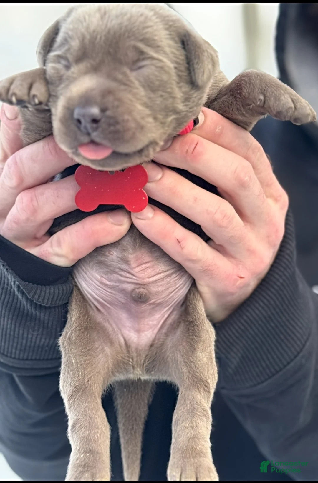 Labrador Retriever dogs for sale: Labrador Retriever Puppy  - Ad 7