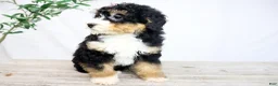 Mini Bernedoodle dogs for sale: VIOLET - Ad 2