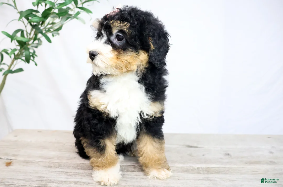 Mini Bernedoodle dogs for sale: VIOLET - Ad 2