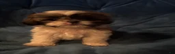 Shih Tzu dogs for sale: Nala - Ad 1