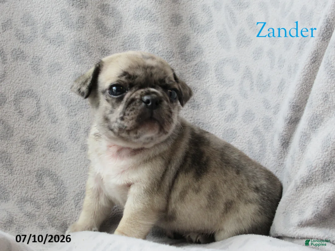 Jug dogs for sale: Zander - Ad 1