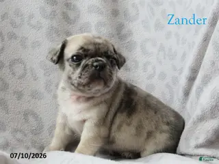Jug dogs Zander - Ad 12