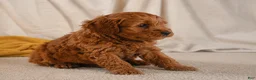 Cavapoo dogs for sale: Jasper - Ad 2