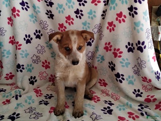 Mixed Breed dogs - Ad 23