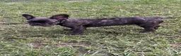 French Bulldog dogs for sale: Camo  - Ad 3