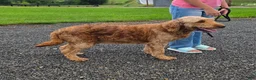 Goldendoodle dogs for sale: Robin - Ad 6