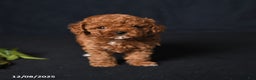 Toy Poodle dogs for sale: Tiny Emerald - Ad 3