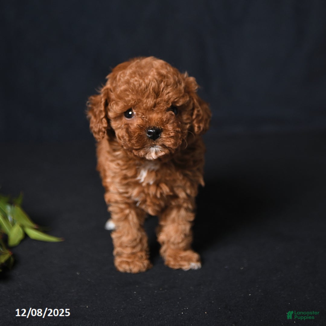 Toy Poodle dogs for sale: Tiny Emerald - Ad 3