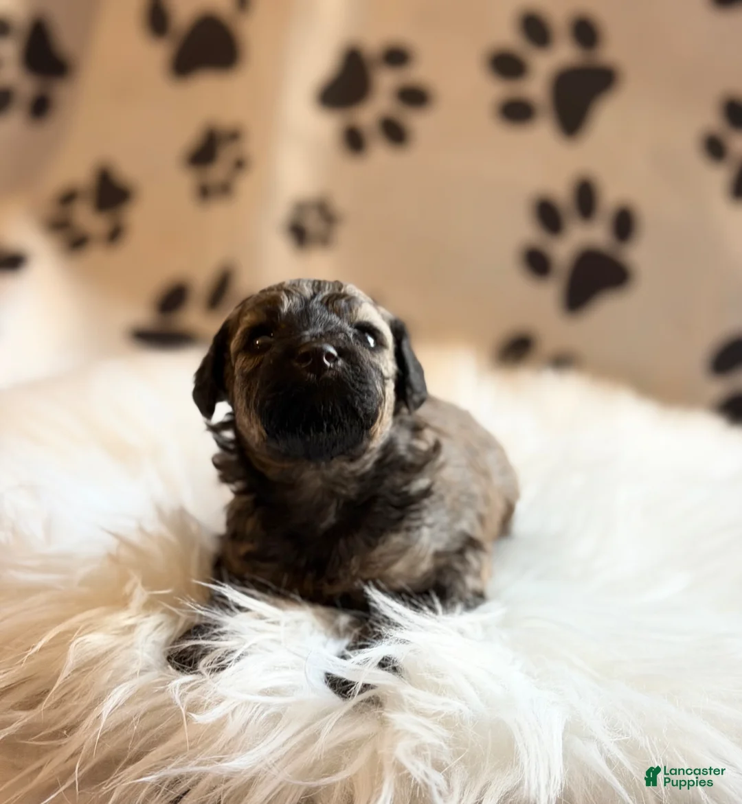 Toy Poodle dogs for sale: Venice  - Ad 2