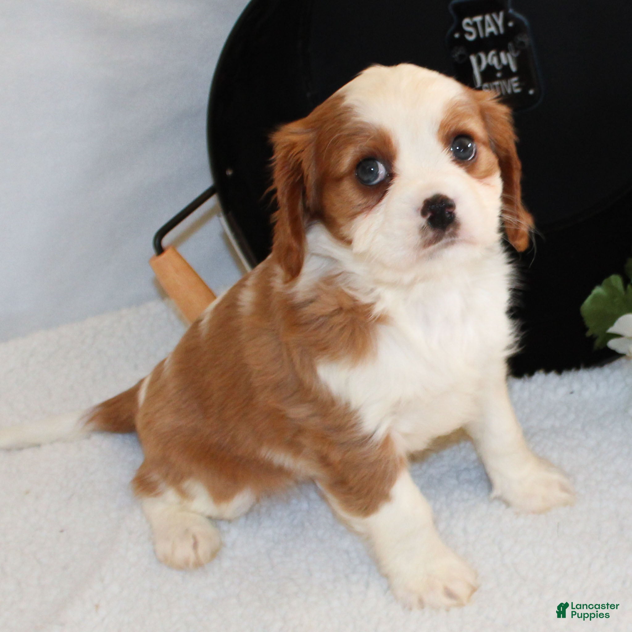 Cavalier King Charles Spaniel dogs Noah - Ad 1