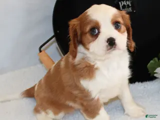 Cavalier King Charles Spaniel dogs Noah - Ad 2