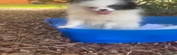Pomeranian dogs for sale: Pomeranian 3 - Ad 6