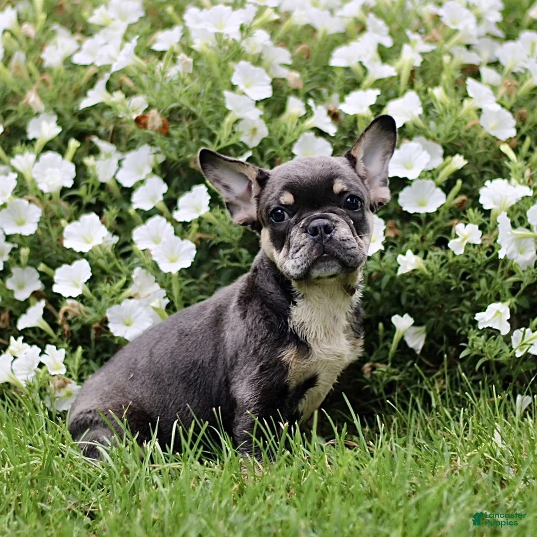 French Bulldog dogs for sale: Buddy  - Ad 2