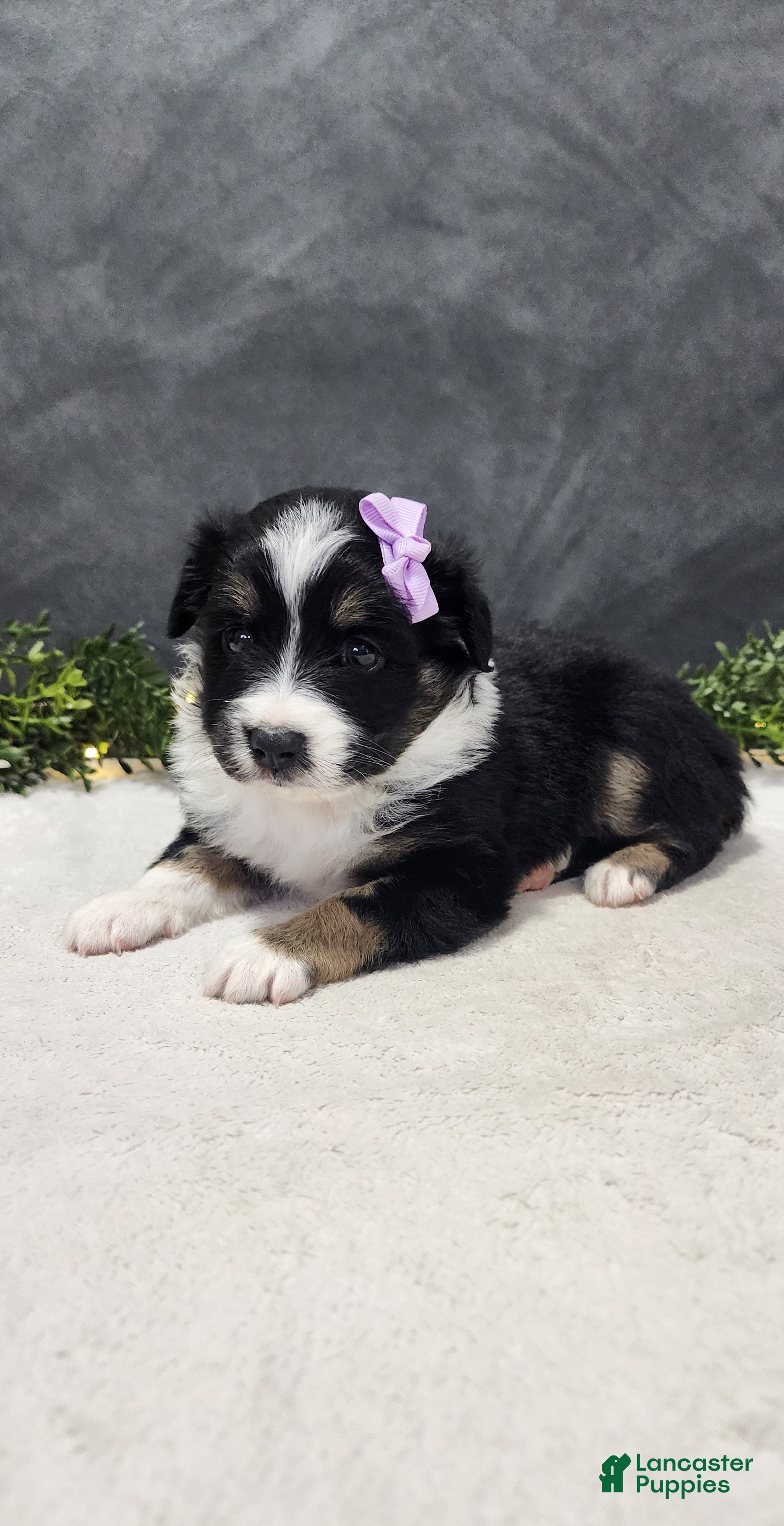 Miniature Australian Shepherd dogs Daisy  - Ad 1