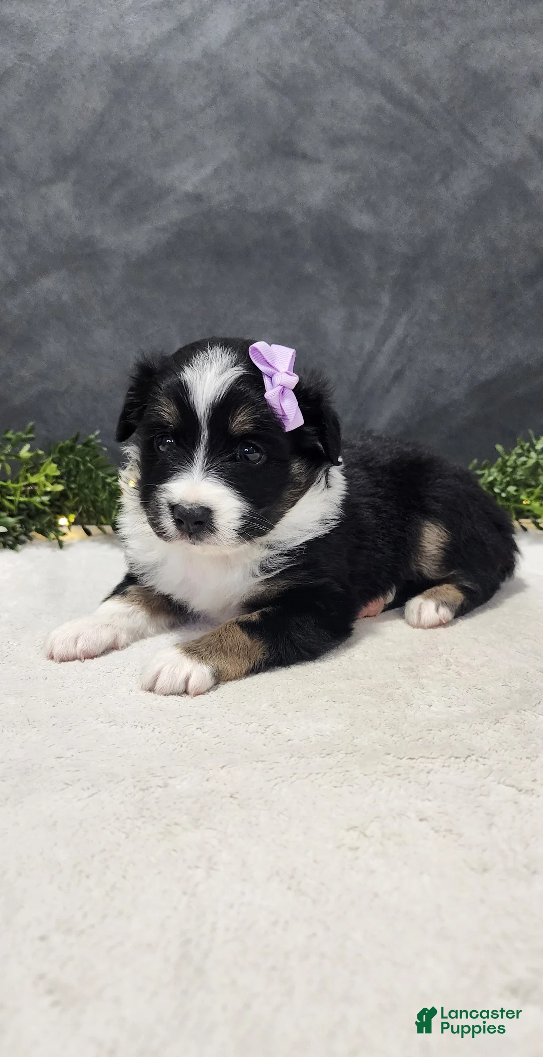 Miniature Australian Shepherd dogs for sale: Daisy  - Ad 1