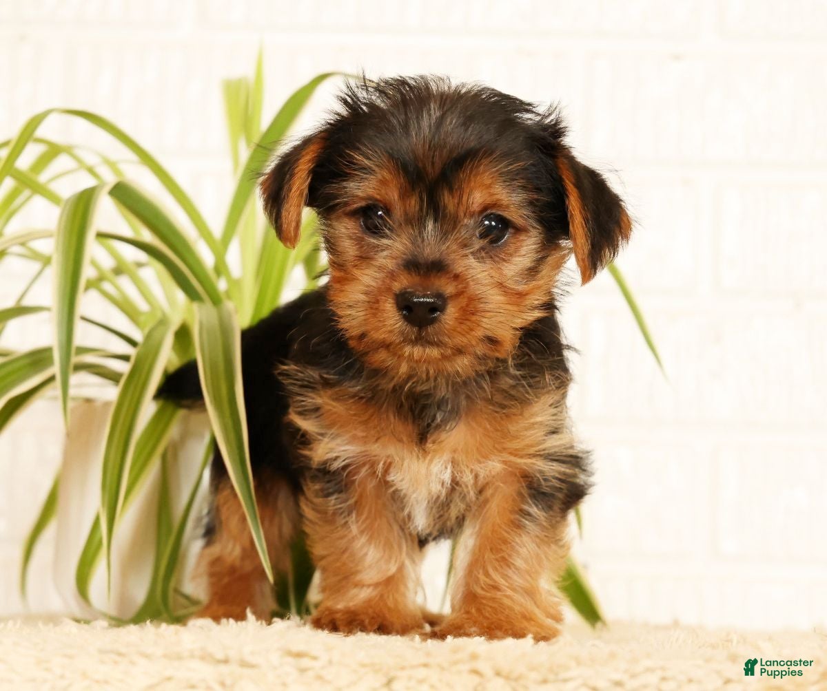 Yorkshire Terrier dogs Seth - Ad 2