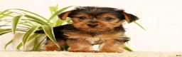 Yorkshire Terrier dogs for sale: Seth - Ad 2
