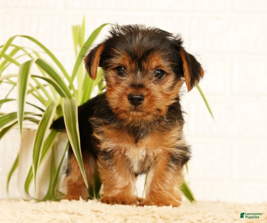 Yorkshire Terrier dogs for sale: Seth - Ad 2