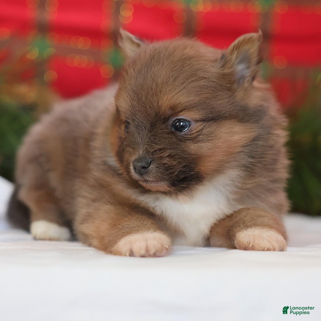 Pomeranian dogs for sale: Brownie  - Ad 8