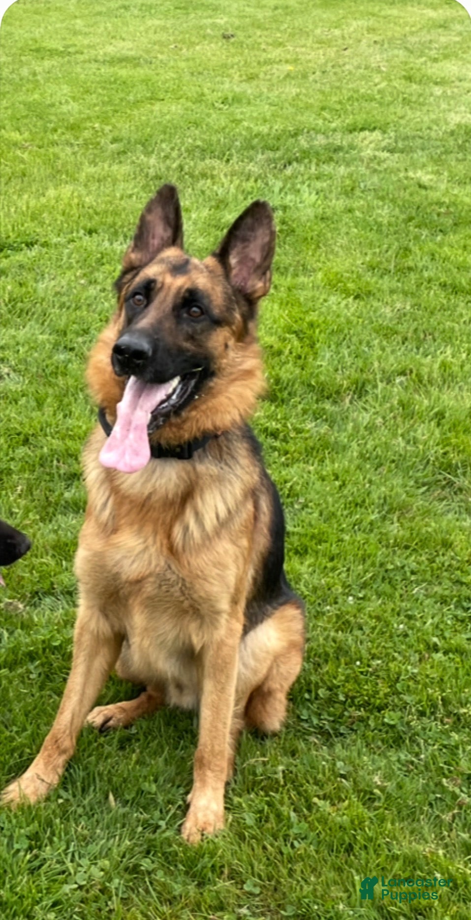 Duke
