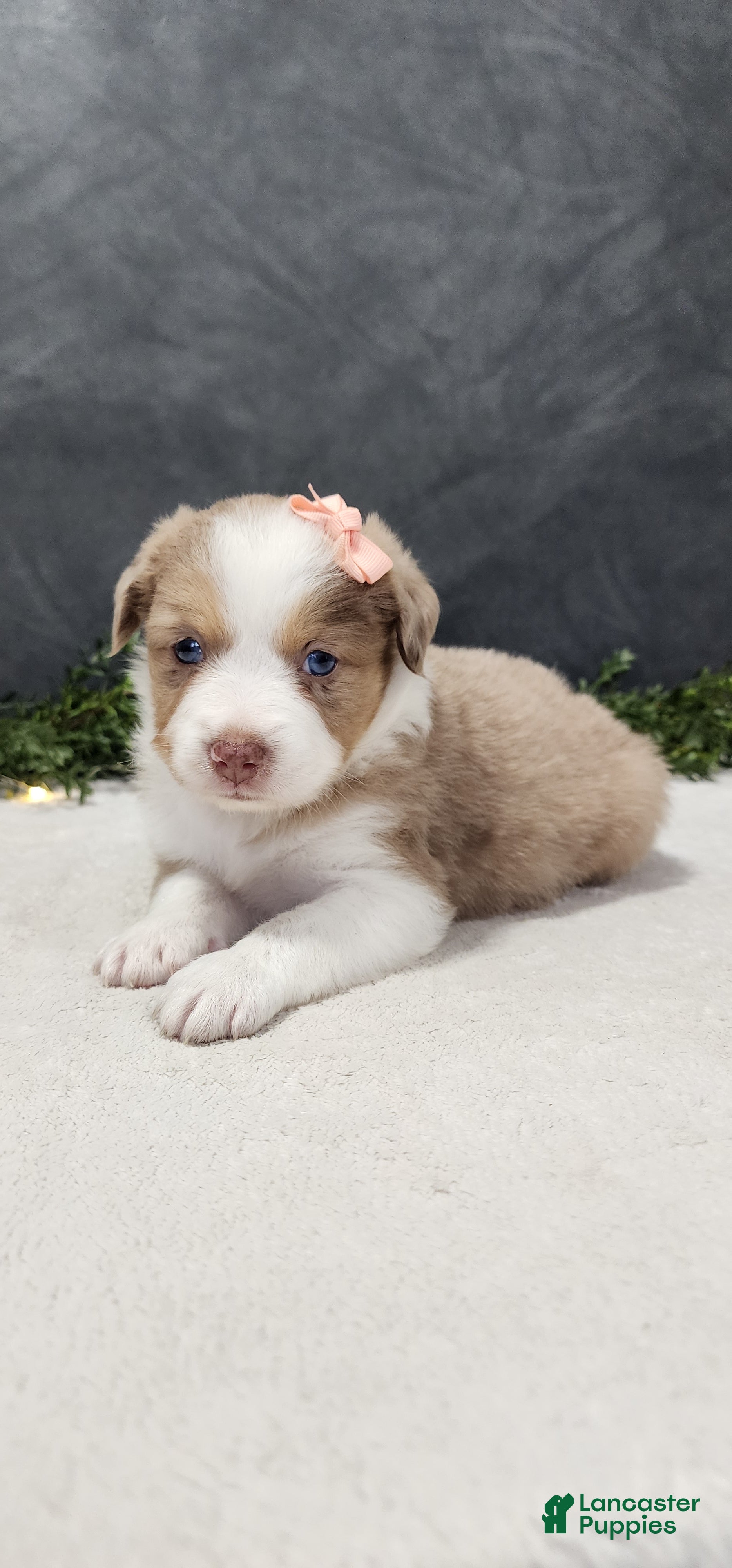 Miniature Australian Shepherd dogs Grace - Ad 1