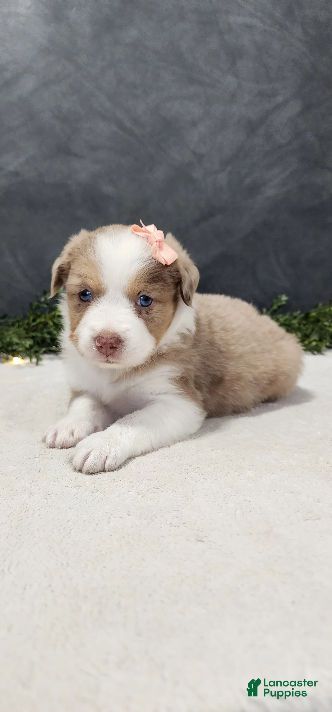 Miniature Australian Shepherd dogs for sale: Grace - Ad 1